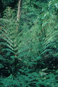 觀音座蓮植株