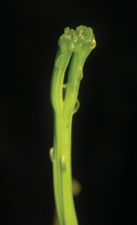 松葉蕨以二叉的方式做分枝