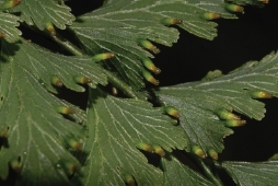 南海瓶蕨植株