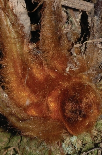 金狗毛蕨的莖和葉柄基部有金褐色長毛