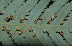 金狗毛蕨的苞膜像蚌殼