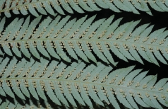 金狗毛蕨的葉片背面呈綠白色