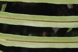 烏毛蕨的孢子囊群沿著主葉脈分佈