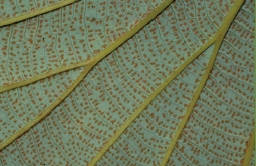 雙扇蕨的孢子囊群長在網狀脈的網眼中