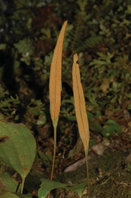 燕尾蕨植株