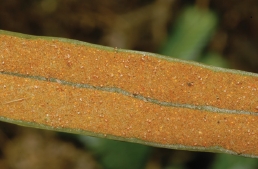 燕尾蕨的孢子囊群在孢子葉背面密集著生
