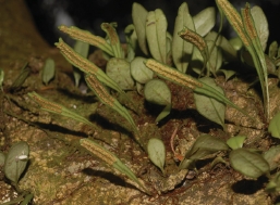 伏石蕨是常見的水龍骨科成員之一