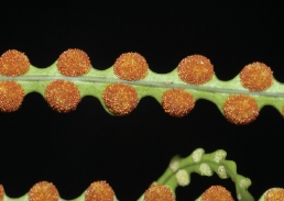 連珠蕨的孢子囊群像串珠一般