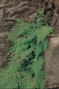 闊片鳥蕨植株