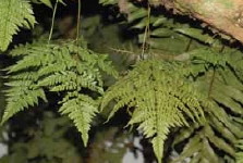 海州骨碎補植株