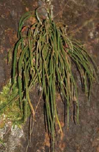 姬書帶蕨也是常見的書帶蕨科植物