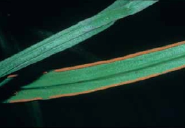 書帶蕨常線形的孢子囊群