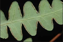 栗蕨的孢子囊群長在葉緣