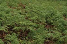 蕨經常成群長在新生地上