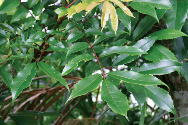 圖一 山豬肉是大綠弄蝶的食草