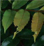 圖二 覆蓋型蟲巢