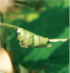 圖三 包裹型蟲巢