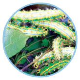 圖一　在地上可所收集到諸多之幼蟲