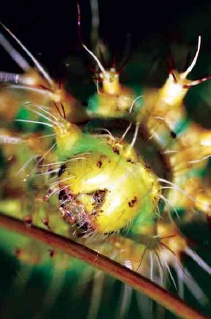 圖九 終齡幼蟲頭部呈黃色