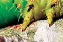 圖十 幼蟲胸腳是爪狀