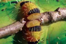 圖十一 幼蟲有四對腹足