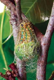  圖十二 找到造繭的好場所