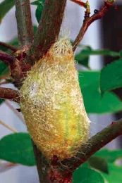   圖十三 往上吐出黃色絲線