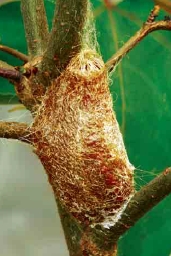   圖十四 吐絲的近攝