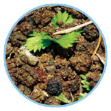 圖二四黑目天蠶蛾的糞粒