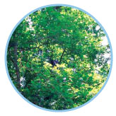 圖三 原本茂密的楓樹葉片