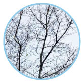 圖四 大發生期幼蟲會將葉片吃光光