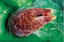 圖五 被剪出一道洞口的蠶繭