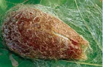 圖六  隔天洞口又被幼蟲封住