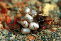 圖七  四黑目天蠶蛾卵塊