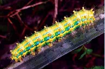 圖八 終齡幼蟲體型長約10cm