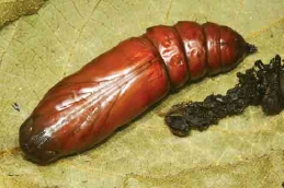 
圖十二  紅褐色蛹體