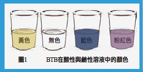 圖1 BTB在酸性與鹼性溶液中的顏色