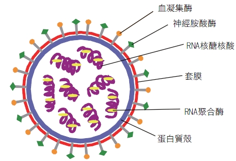 圖一　H1N1新型流感病毒結構示意圖a
