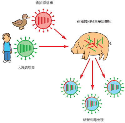 圖二　兩種不同品系的病毒基因　在猪隻體內的互換圖