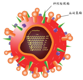 圖三　H1N1新型流感病毒示意圖b