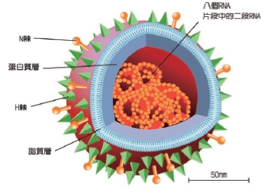 圖一 「A型流感病毒」的構造圖。顯示病毒最內部具有遺傳物質RNA片段，