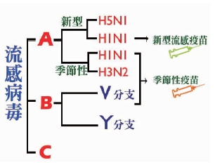 圖一　流感病毒類型圖
