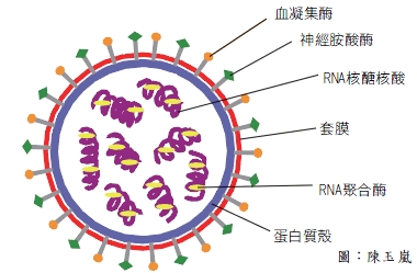圖二　H1N1新型流感病毒結構圖