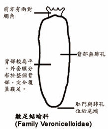 圖八左