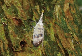 圖1 台北市郊山就能發現的珍稀昆蟲－渡邊氏長吻