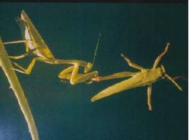 圖2 螳螂捕食（攝影：楊平世）