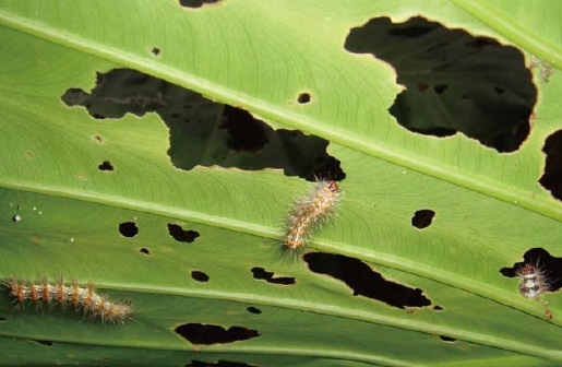 圖3 蛾類幼蟲與寄主植物（攝影：楊平世）