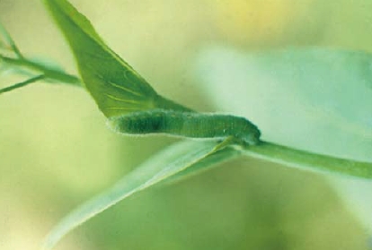 圖4 紋白蝶幼蟲（攝影：楊平世）