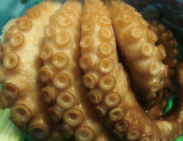 圖四 章魚的吸盤只有肥厚的肉質，捕捉時吸到手會瘀傷。