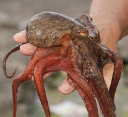 圖一 正章魚（Octopus vulgaris），著名的